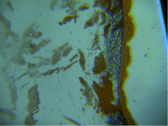 830nm(Mapping)自動聚焦自動掃描顯微近紅外拉曼成像光譜儀