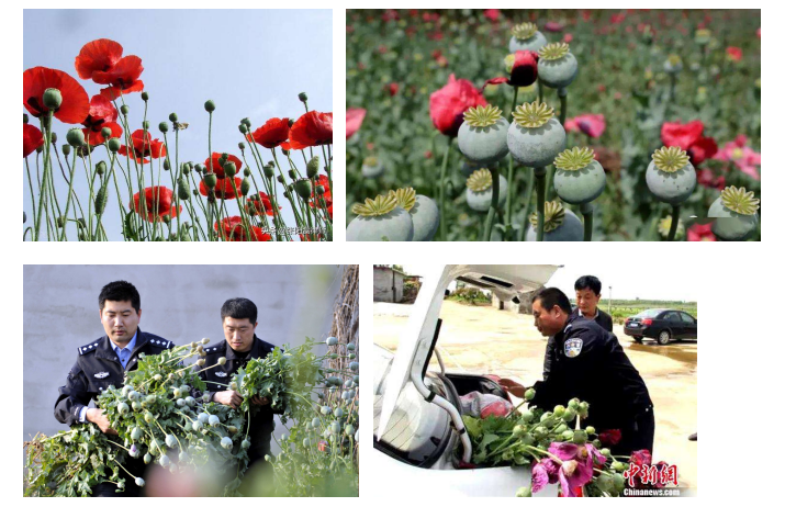 ATH9010YS_無人機載高光譜罌粟探查系統