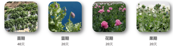 ATH9010YS_無人機載高光譜罌粟探查系統