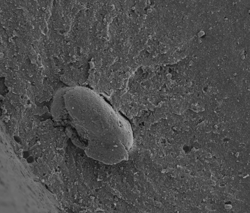 全新升級 重磅發布丨ATR8800共聚焦顯微拉曼光譜成像系統(2026款)